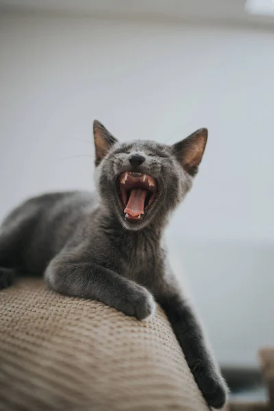 Eine Vertikale Aufnahme Eines Grauen Gähnenden Kätzchens Das Auf Einer — Stockfoto