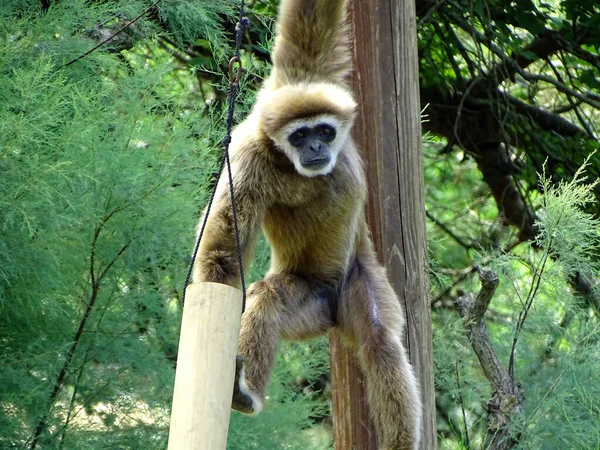 Primo Piano Una Scimmia Langur Grigia Nella Giungla — Foto Stock