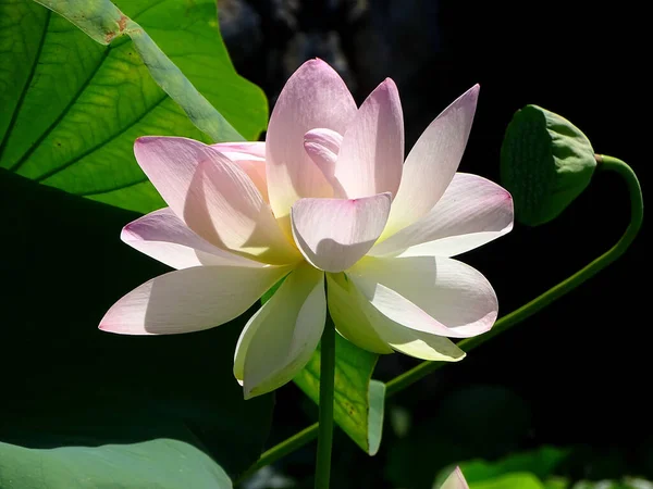 Een Ondiepe Focus Shot Van Een Mooie Roze Witte Bloem — Stockfoto