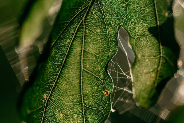 Una Macro Toma Una Hoja Transparente Con Una Tela Araña —  Fotos de Stock