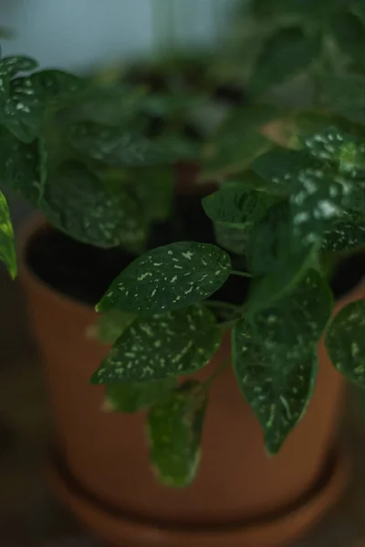 花盆中的一种绿色室内植物的垂直特写镜头 — 图库照片