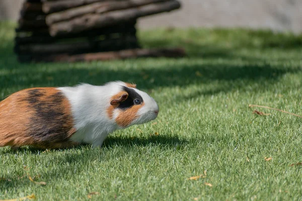 Une Prise Vue Sélective Cobaye Mignon Dans Jardin — Photo