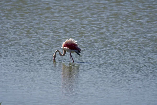Vacker Bild Söt Amerikansk Flamingo Dricksvatten Ebro Delta — Stockfoto
