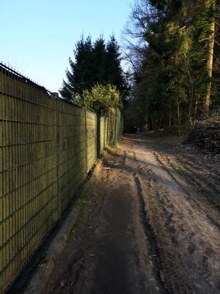 Plan Vertical Mur Sentier Arbres Dans Une Forêt — Photo