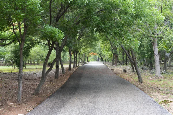 Una Hermosa Toma Sendero Suave Parque Verde —  Fotos de Stock