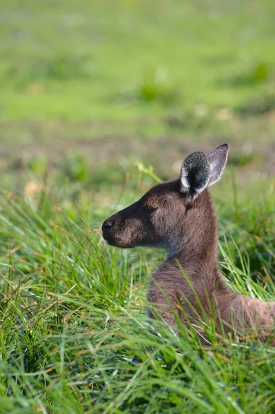 Yeşil Çimlerin Üzerinde Uzanan Bir Kangurunun Dikey Odak Noktası — Stok fotoğraf