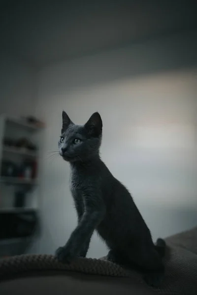 Vertical Portrait Adorable Gray Kitten Indoors — Stock Photo, Image