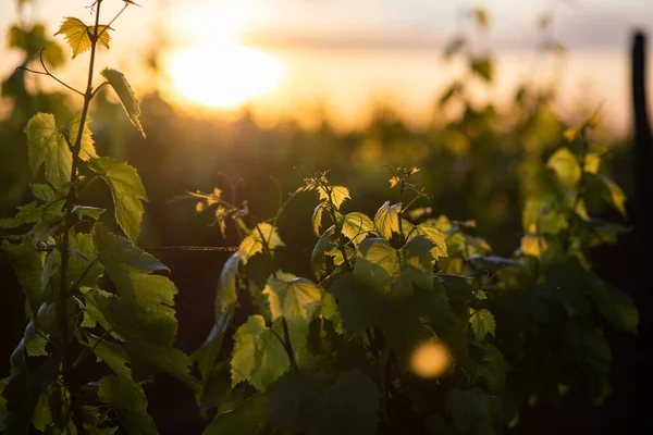 Selektiv Fokusering Närbild Vinrankor Solnedgång — Stockfoto