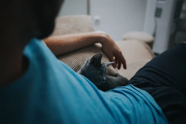 Tiro Foco Seletivo Gato Doméstico Cinza Adorável Brincando Com Homem — Fotografia de Stock