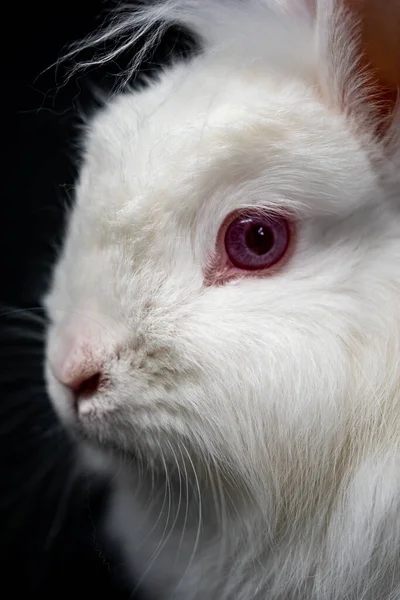 Eine Vertikale Nahaufnahme Eines Flauschigen Weißen Kaninchens — Stockfoto