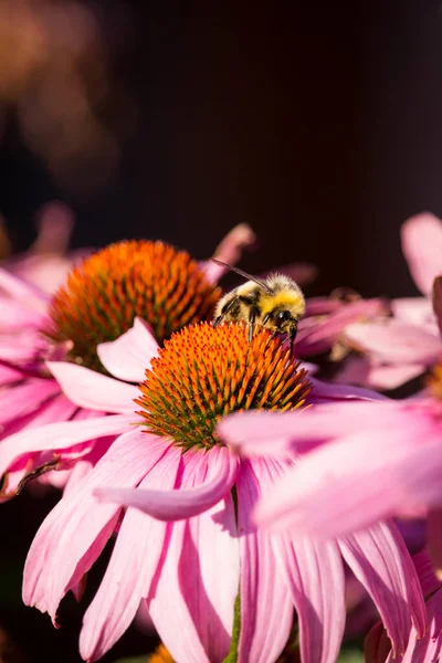 Belo Tiro Flores Roxas Echinacea Com Uma Abelha Coletando Pólen — Fotografia de Stock