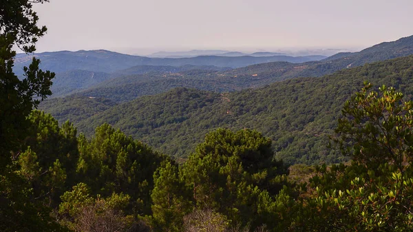 Colpo Aereo Cime Montuose Ricoperte Foreste Una Giornata Sole — Foto Stock