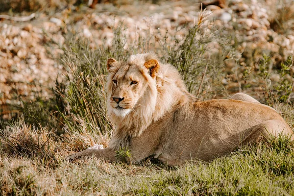 Fascinante Disparo Poderoso León Tendido Hierba Mirando Hacia Adelante —  Fotos de Stock