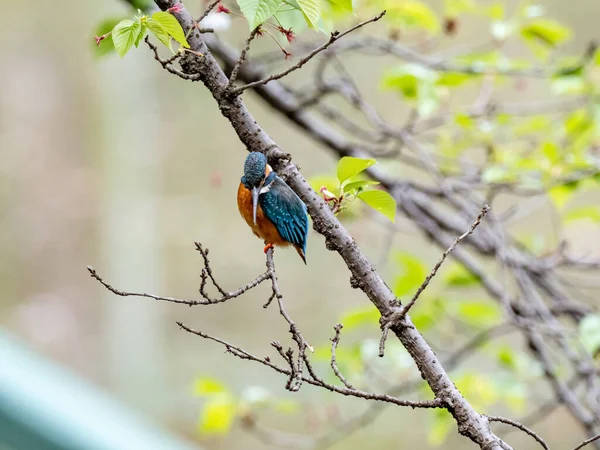 Gros Plan Martin Pêcheur Commun Dans Parc Japonais Sur Fond — Photo