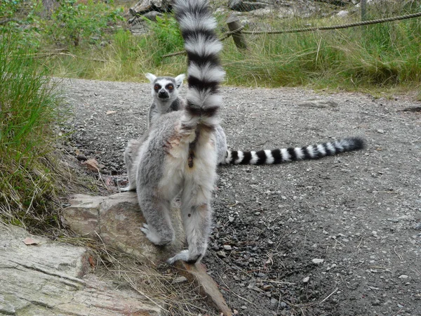 Closeup Shot Lemur Forest — Stock Photo, Image