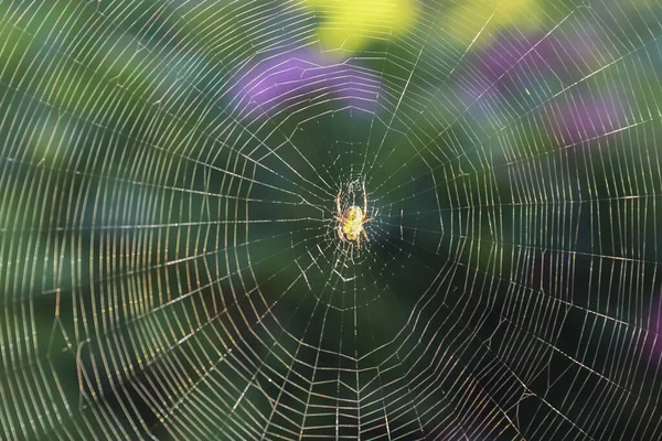 Gros Plan Une Araignée Sur Une Toile Sur Fond Flou — Photo