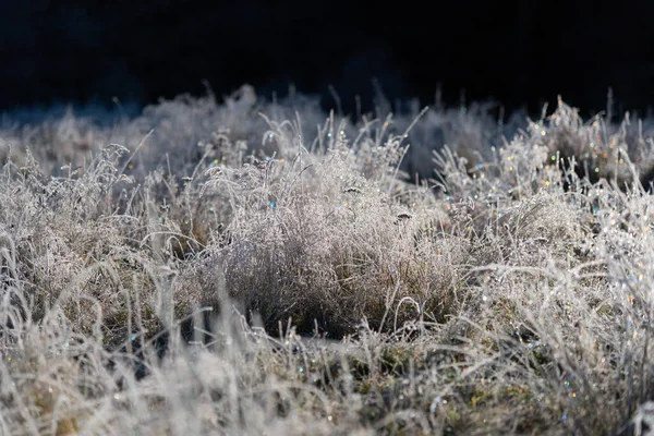 Primo Piano Campo Erba Argento Uno Sfondo Sfocato — Foto Stock