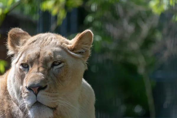 Une Prise Vue Sélective Une Lionne Dans Nature — Photo