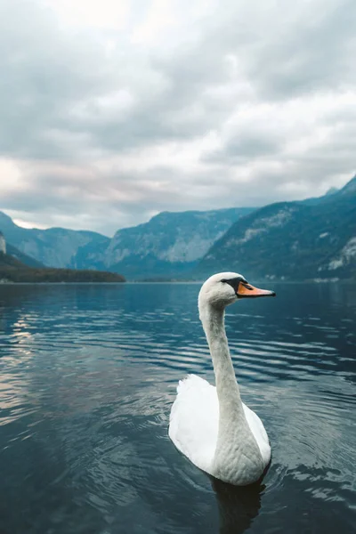 Tiro Vertical Cisne Blanco Nadando Lago Hallstatt Austria —  Fotos de Stock