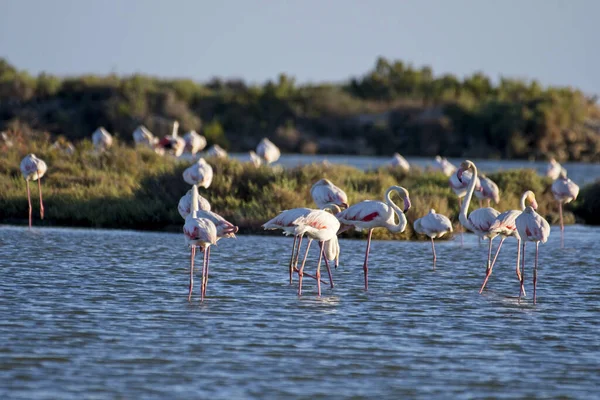 Egy Csapat Kecses Amerikai Flamingó Élvezi Időt Ebro Delta Vizében — Stock Fotó