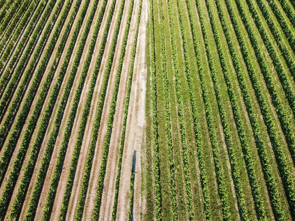 ブドウ畑の長い列の空中ショット — ストック写真