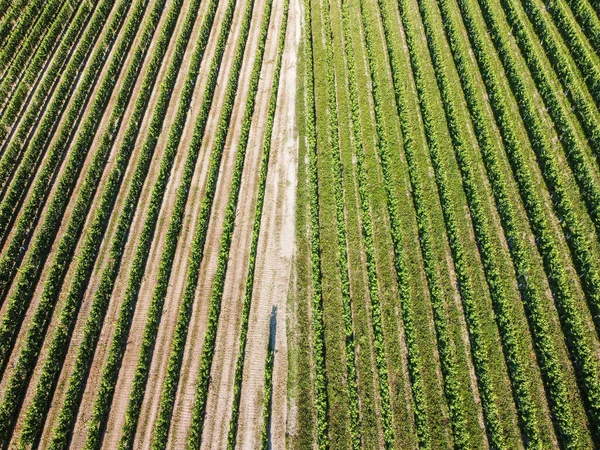 Cliché Aérien Des Longues Rangées Vignoble — Photo