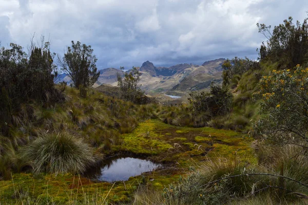 Vacker Bild Liten Sjö Omgiven Träd Cajas National Park Ecuador — Stockfoto