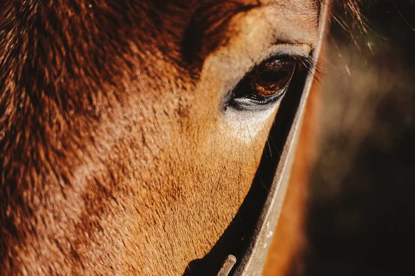 Närbild Ett Öga Brun Häst Solljuset — Stockfoto