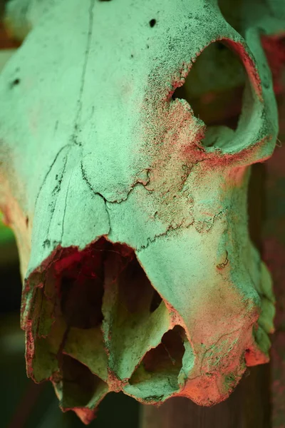 Cráneo Blanco Animal Bajo Luces Verdes Rojas — Foto de Stock