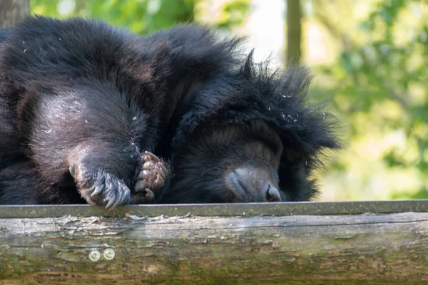 Eine Nahaufnahme Von Kragenbär Schlafend Auf Einer Holzplattform — Stockfoto