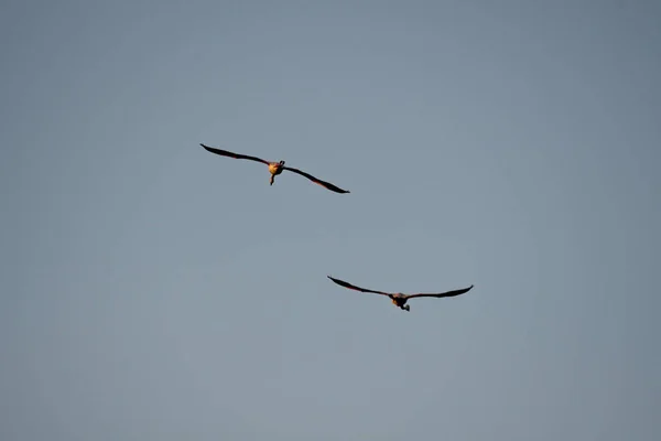 Close Dois Fofos Flamingos Americanos Voadores — Fotografia de Stock