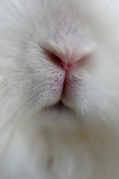 Vertical Shot White Angora Rabbit Mouth Nose — Stock Photo, Image