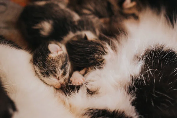 Gros Plan Une Chatte Mère Blottie Avec Ses Chatons Dans — Photo