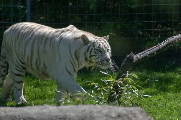 Una Toma Selectiva Tigre Rayas Blancas Zoológico — Foto de Stock