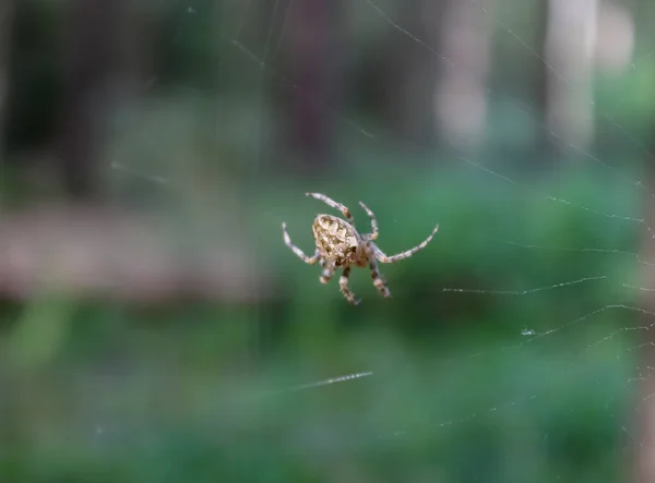 Primer Plano Una Araña Una Telaraña Sobre Fondo Borroso — Foto de Stock