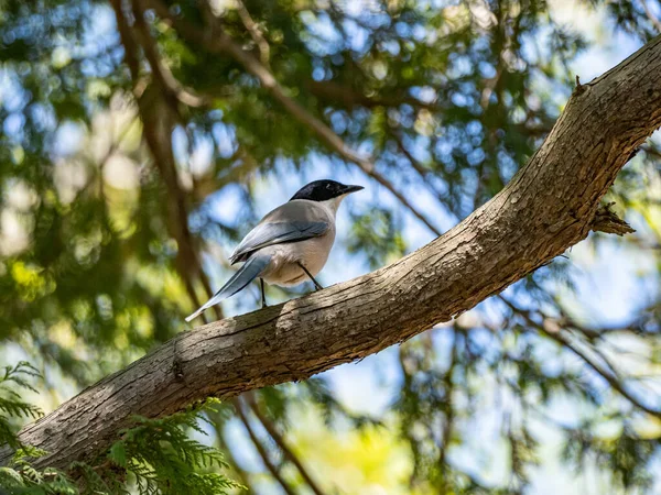 Stock image A beautiful shot of an Azure-winged magpie on a tree branch