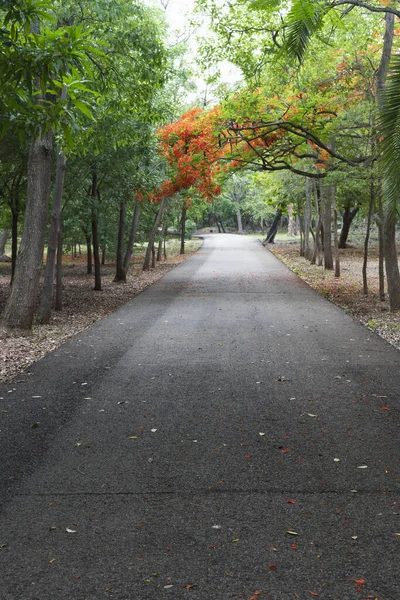 Een Prachtig Schot Van Rijstrook Een Park Herfst — Stockfoto