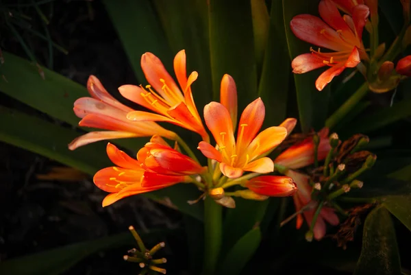 昼間に咲くオレンジ色のナチュラルユリの花のクローズアップ — ストック写真