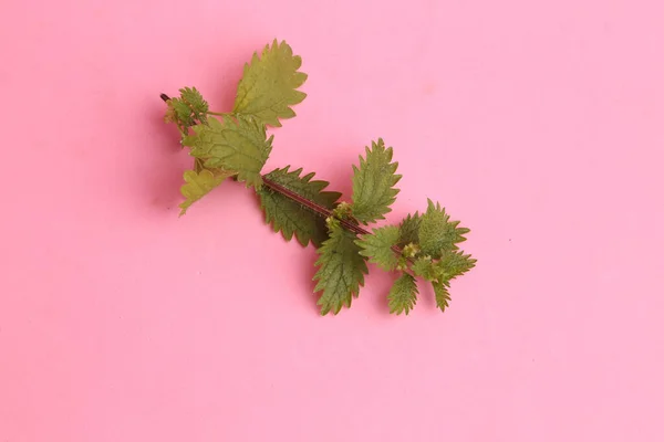 분홍색 배경에 의료용 그물의 클로즈업 — 스톡 사진