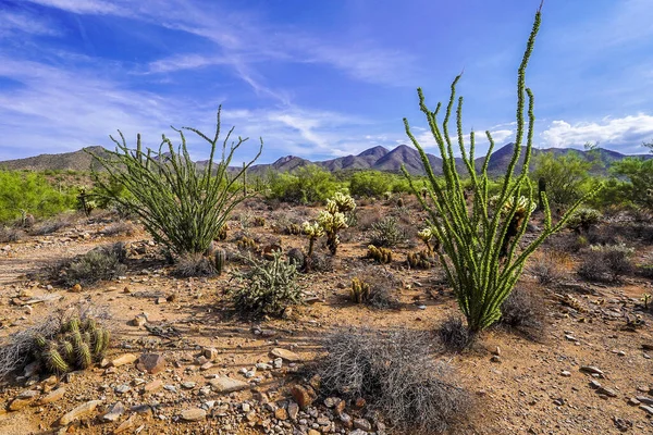 Hermoso Plano Paisaje Desértico Scottsdale Arizona Perfecto Para Fondo —  Fotos de Stock