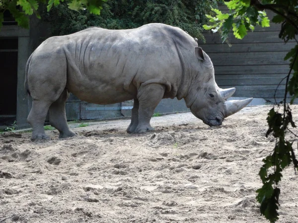 Vit Noshörning Zoo — Stockfoto