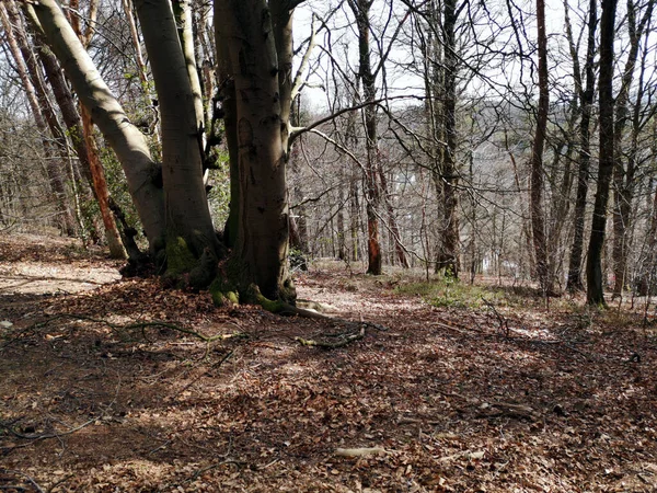 Plan Angle Bas Arbres Dans Une Forêt — Photo