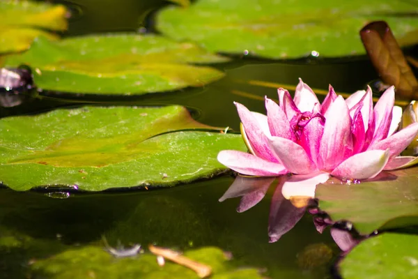 Closeup Shot Beautiful Water Lily Pond — Stock Photo, Image