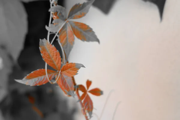 Серый Снимок Оранжевых Листьев Саду Размытом Фоне — стоковое фото