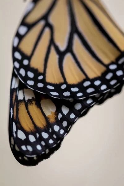 一个美丽蝴蝶的特写 变形的概念 — 图库照片