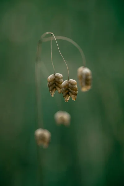 Plan Macro Vertical Une Herbe Tremblante Sur Fond Vert Flou — Photo