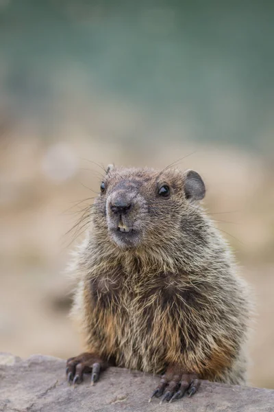 Ganteng Groundhog Muda Marmota Monax Closeup Mencari Lurus Lembut Beatiful — Stok Foto