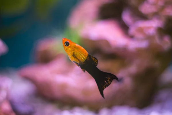 Closeup Shot Mollies Yellow Fish Aquarium — Stock Photo, Image