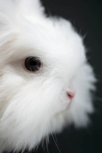 Eine Vertikale Nahaufnahme Eines Flauschigen Weißen Kaninchens — Stockfoto