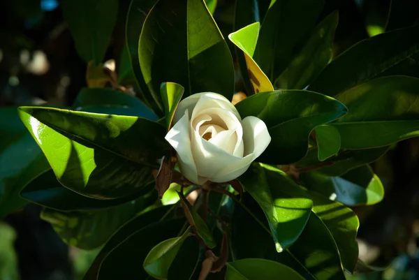 Ein Kopfschuss Einer Einzelnen Weißen Rose Mit Grünen Blättern Unter — Stockfoto
